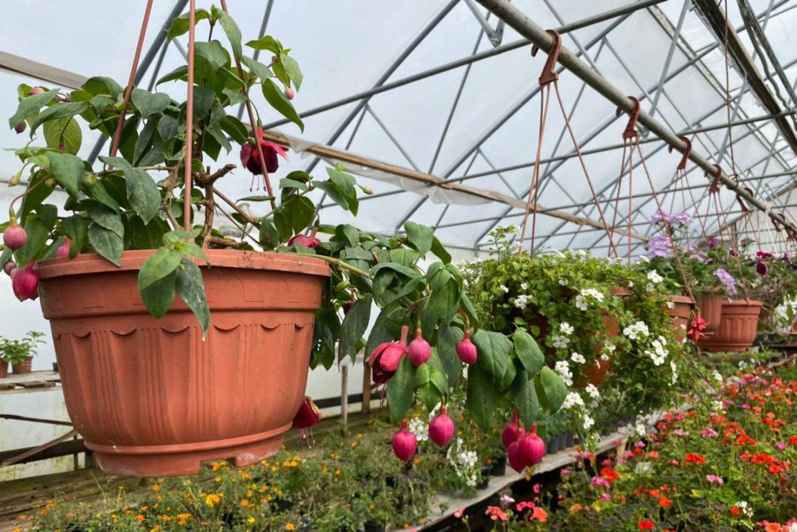 Уральские фермеры научились выращивать клубнику и розы даже зимой - « Уральский рабочий»